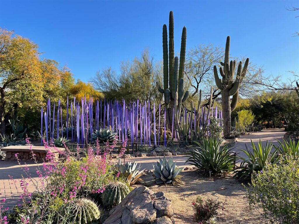 Discover the Desert Botanical Garden in Scottsdale