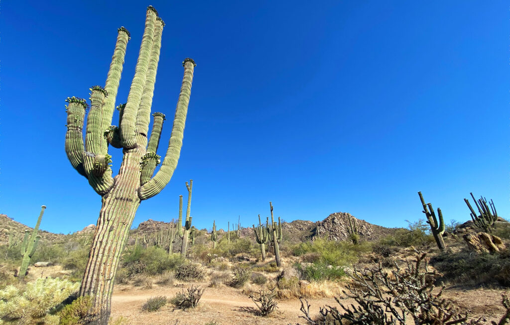 Hike in the McDowell Sonoran Preserve: One of Arizona's Best Tourist Spots